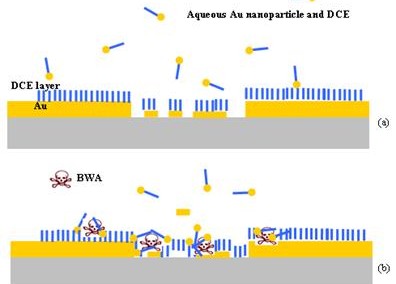 Aptamers for Detecting Biological Warfare Agents (BWAs)
